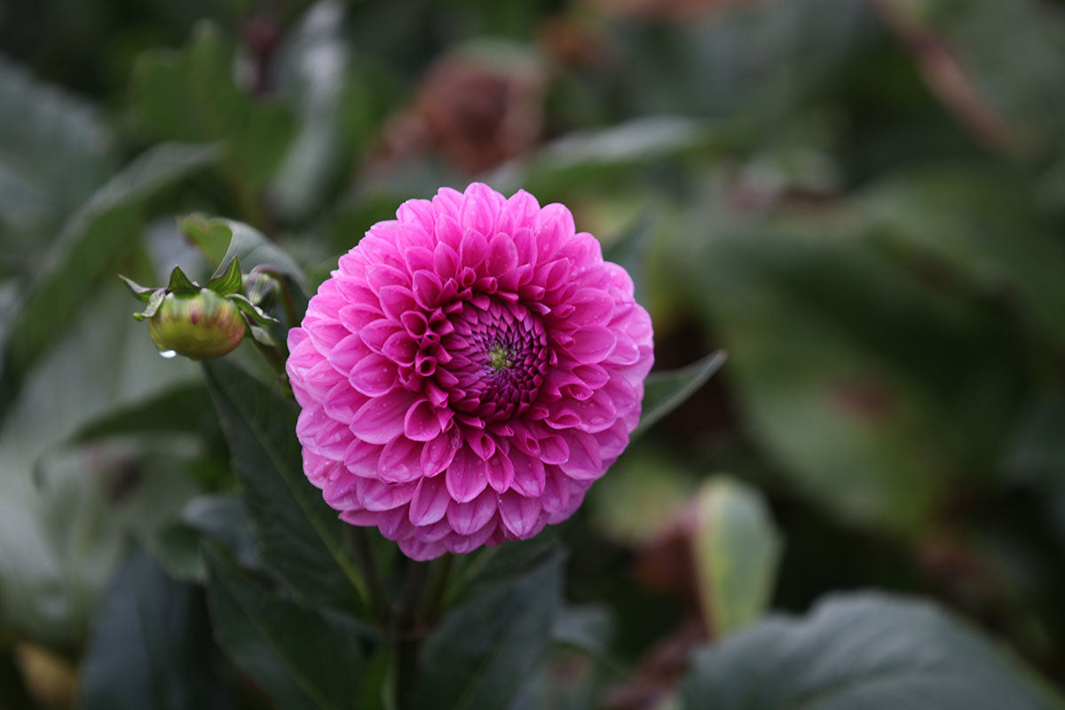 Dahlia 'Barbie' Tuber