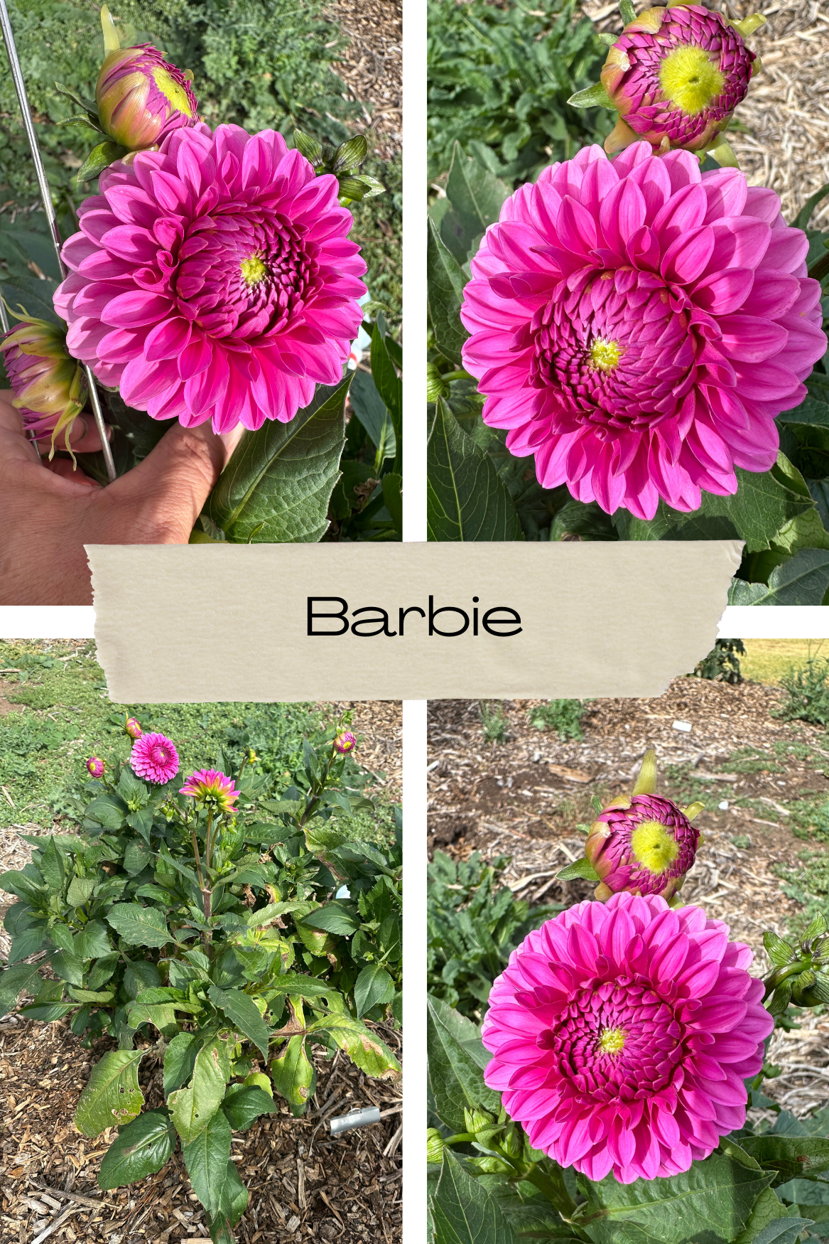 Dahlia 'Barbie' Tuber