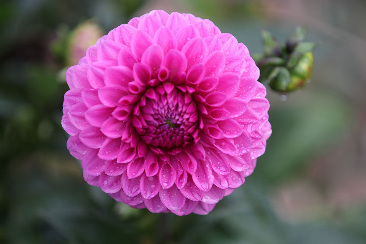 Dahlia 'Barbie' Tuber