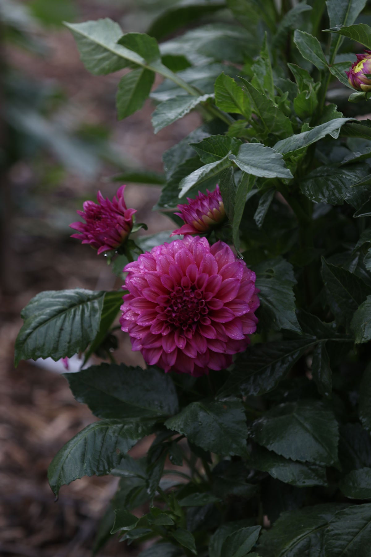 Dahlia 'Blue Edge' Tuber