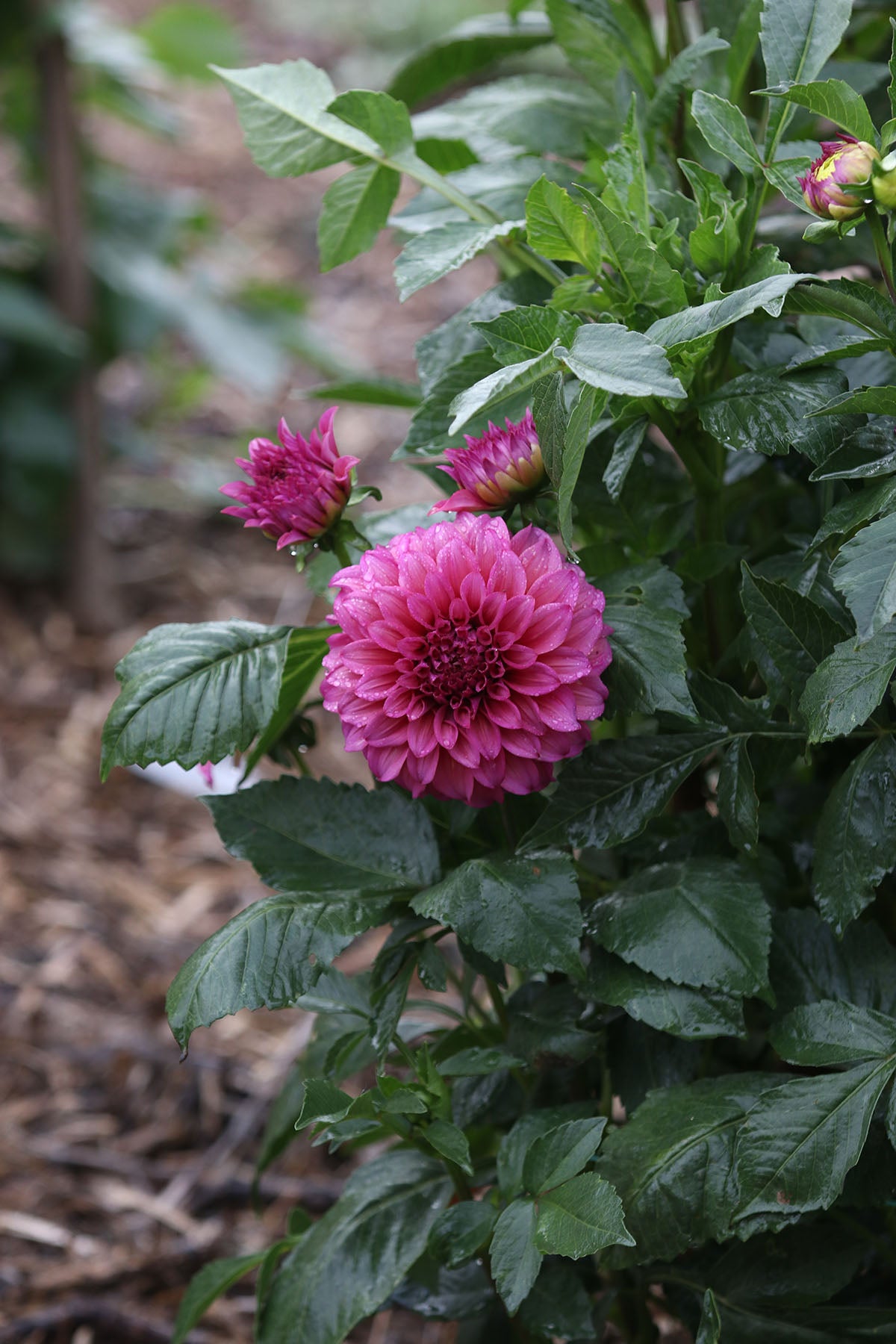 Dahlia 'Blue Edge' Tuber