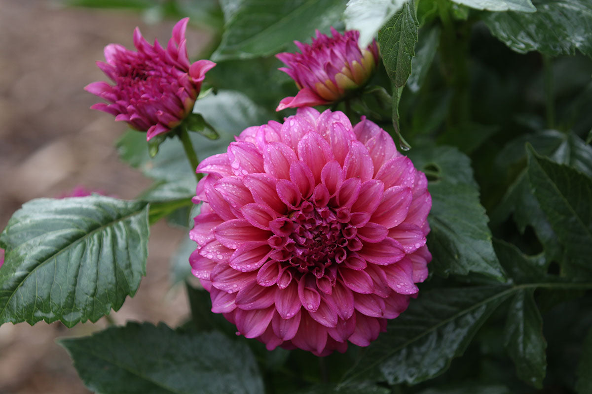 Dahlia 'Blue Edge' Tuber