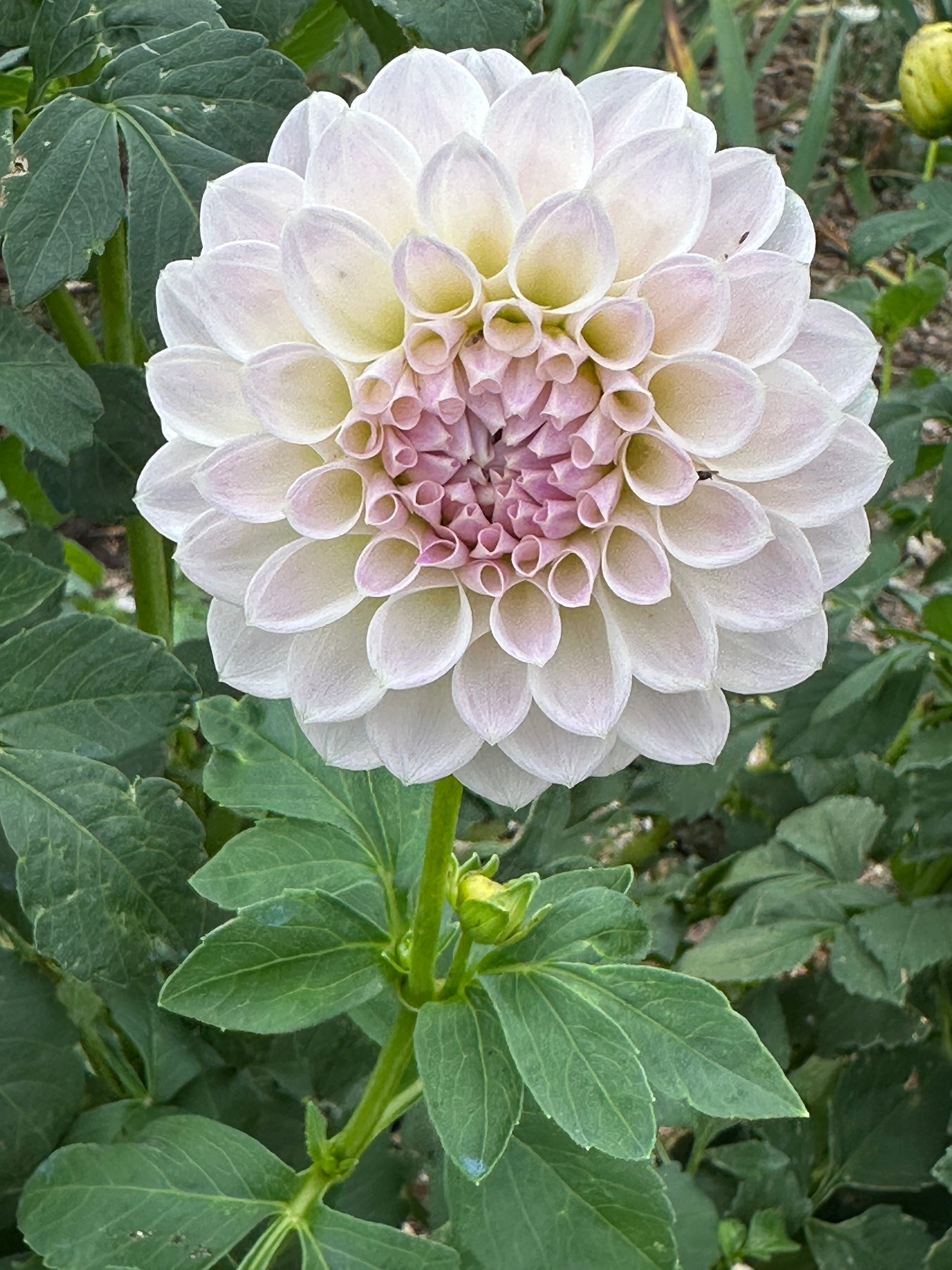 Dahlia 'Brians Dream' Tuber