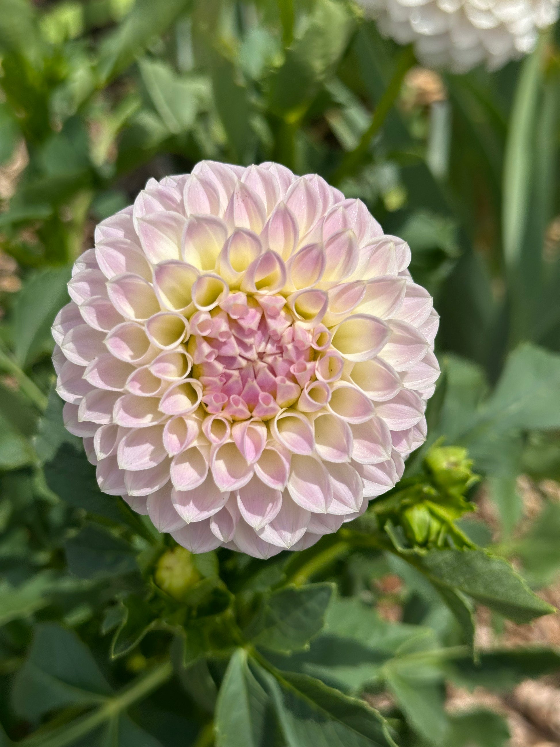 Dahlia 'Brians Dream' Tuber