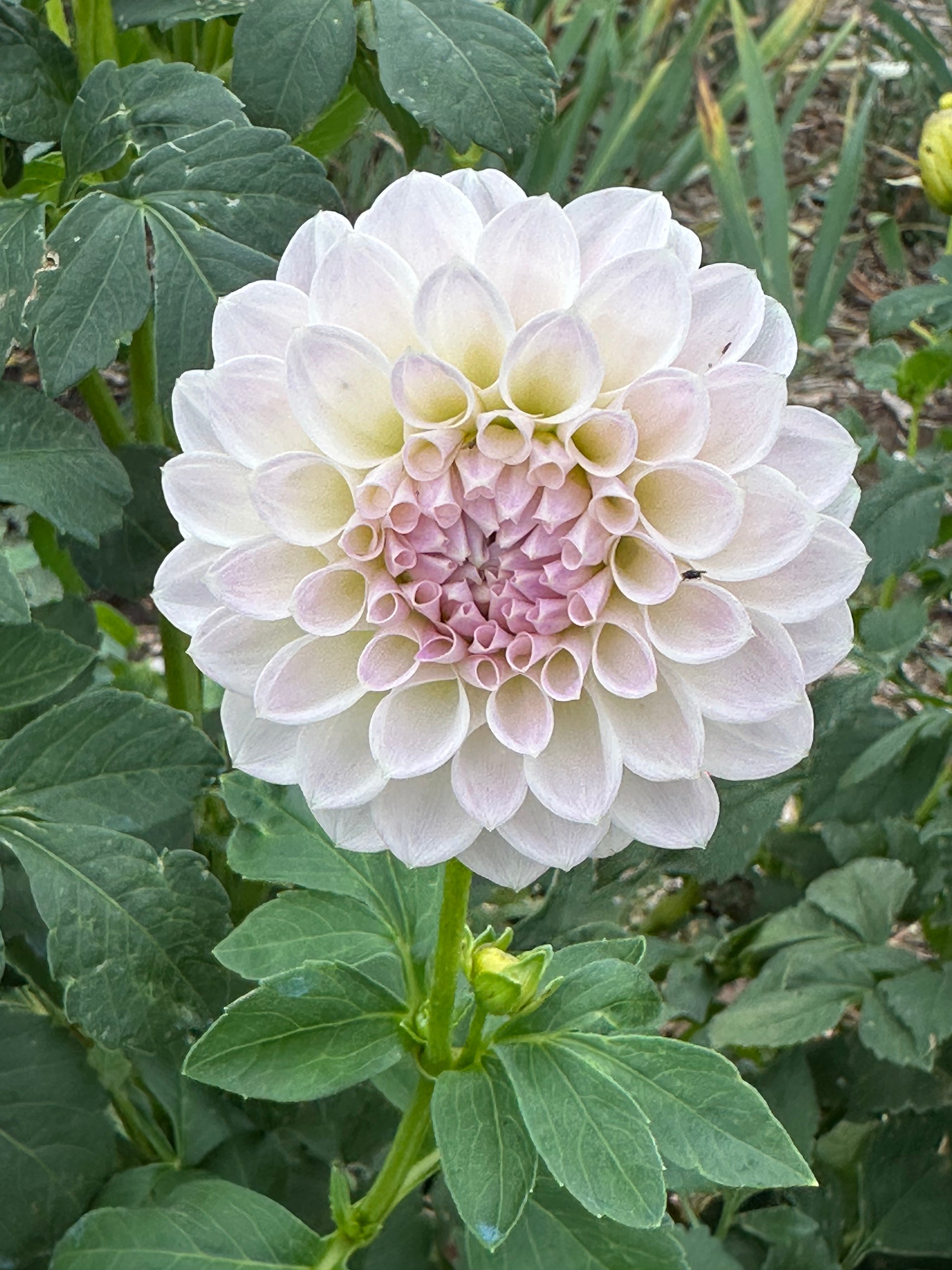 Dahlia 'Brians Dream' Tuber