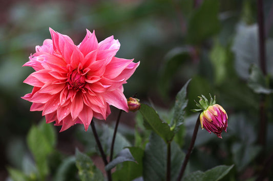 Dahlia 'Buckajo Watermelon' Tuber