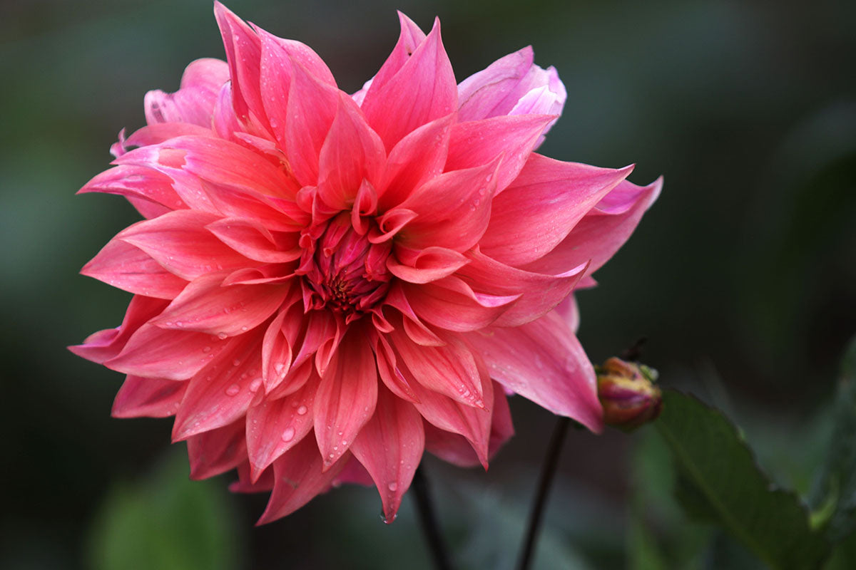 Dahlia 'Buckajo Watermelon' Tuber