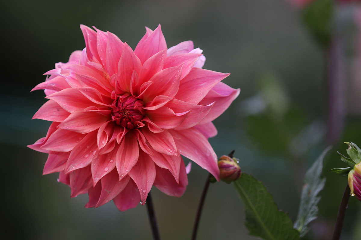 Dahlia 'Buckajo Watermelon' Tuber