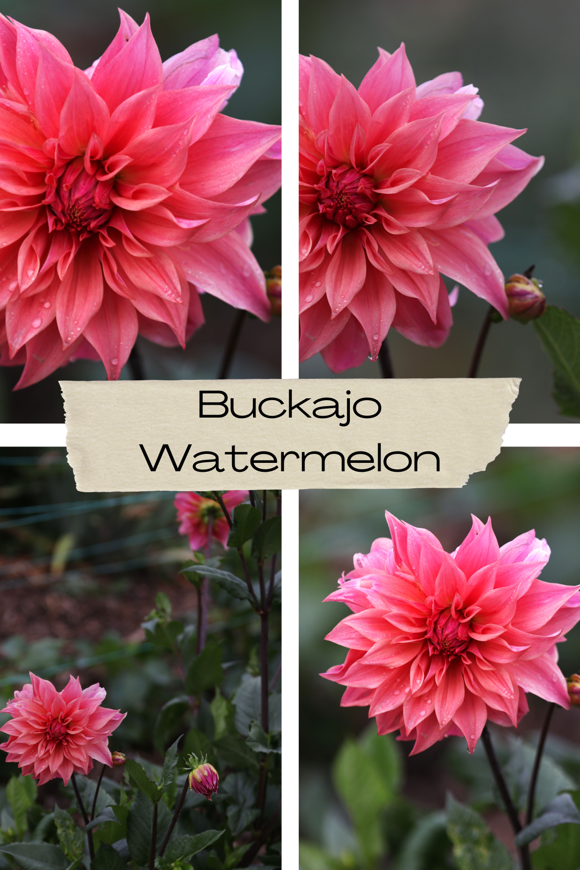 Dahlia 'Buckajo Watermelon' Tuber