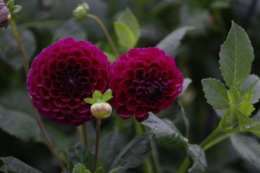 Dahlia 'Burgandy Ball' Tuber