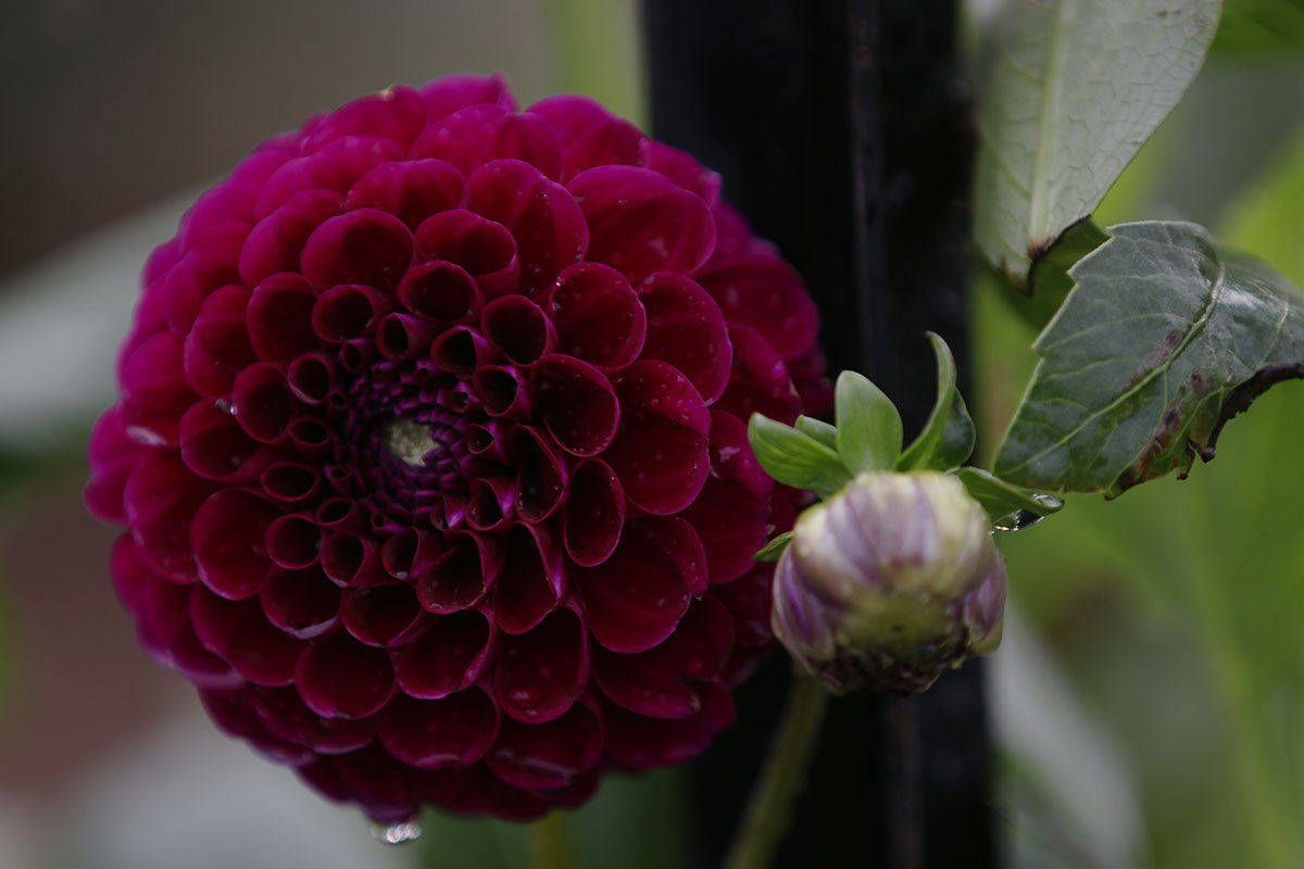 Dahlia 'Burgandy Ball' Tuber