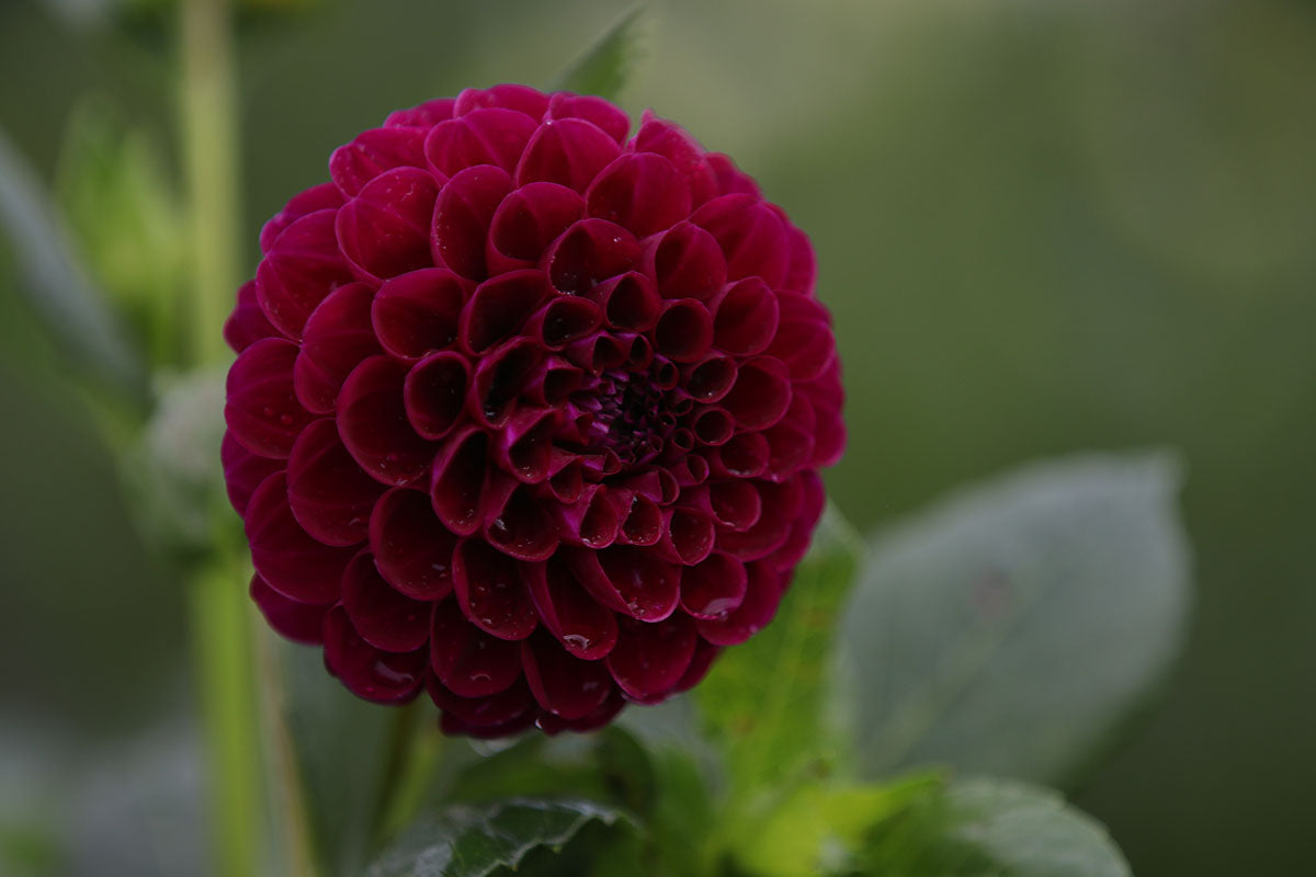 Dahlia 'Burgandy Ball' Tuber
