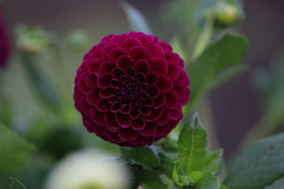 Dahlia 'Burgandy Ball' Tuber