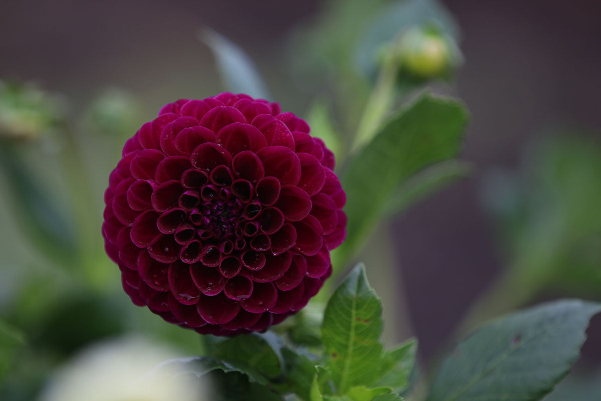 Dahlia 'Burgandy Ball' Tuber