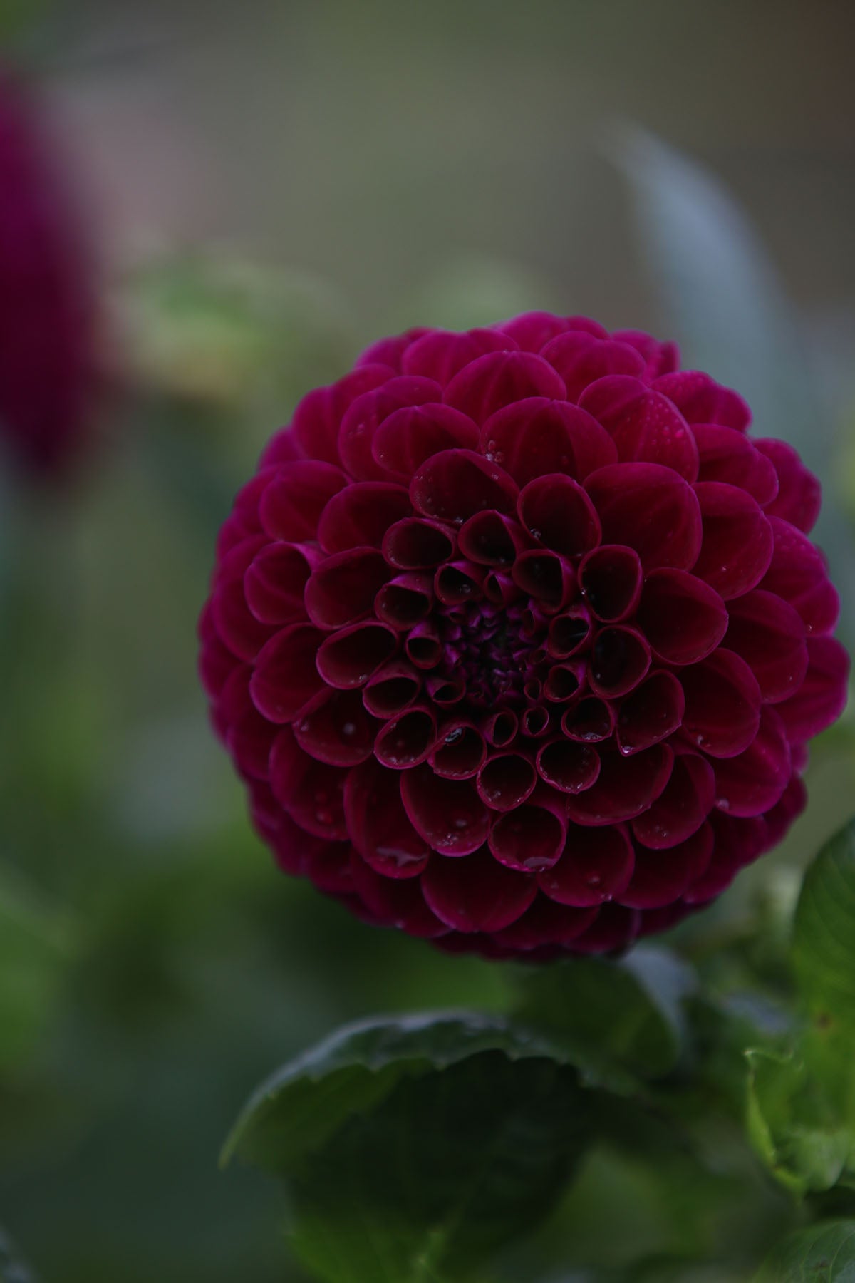 Dahlia 'Burgandy Ball' Tuber