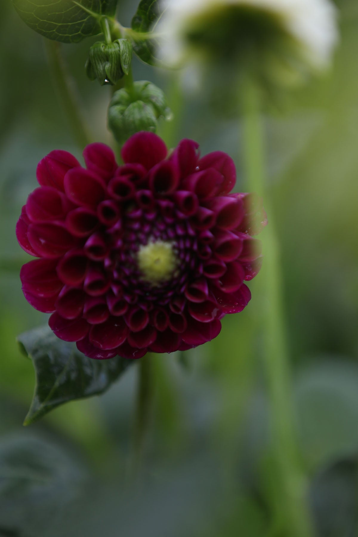 Dahlia 'Burgandy Ball' Tuber