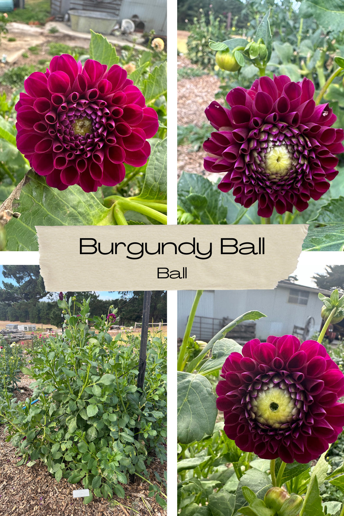 Dahlia 'Burgandy Ball' Tuber