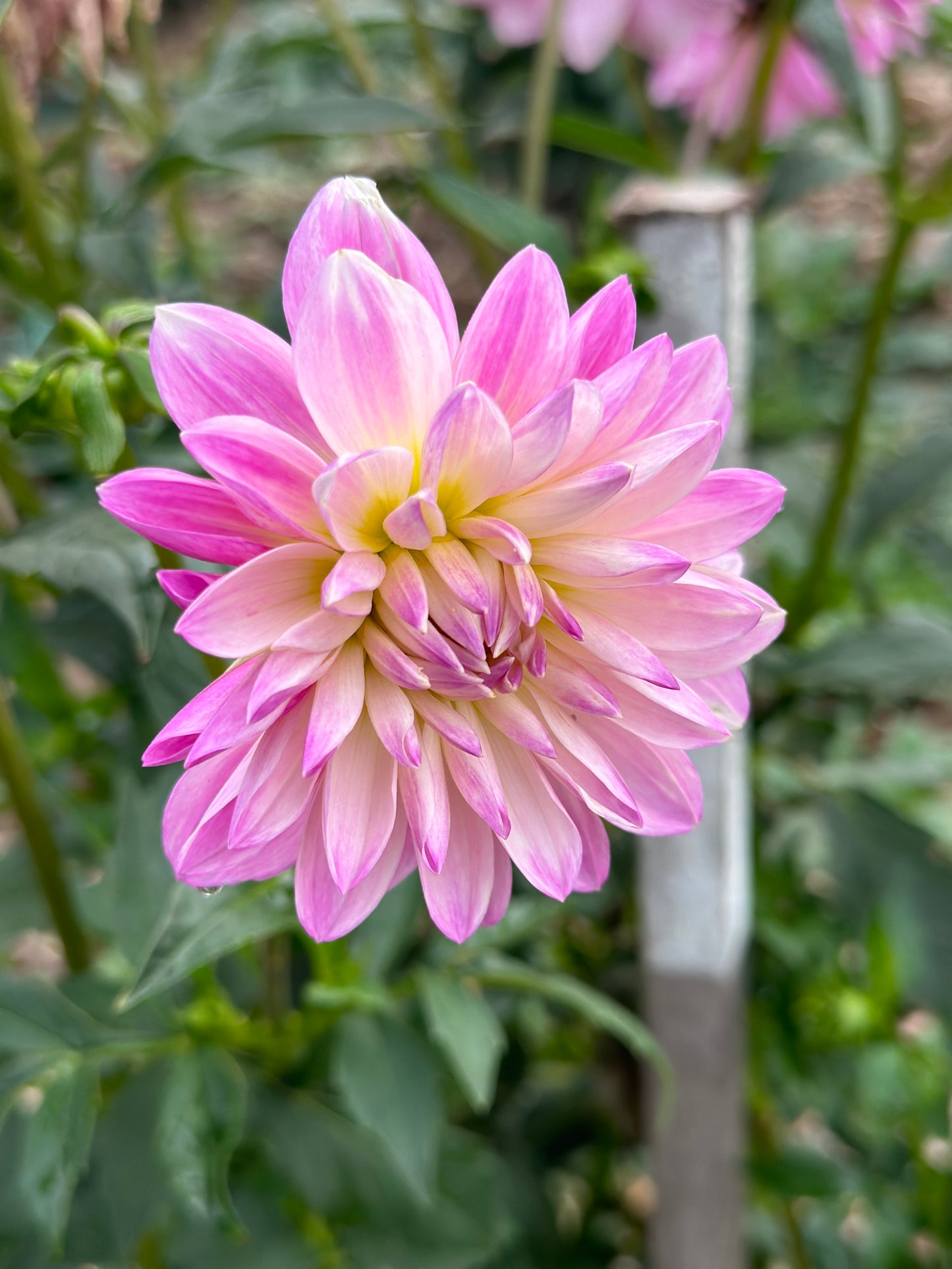 SEEDS - Dahlia parent plant ‘Figurine’ - 1 Packet of 15 seeds