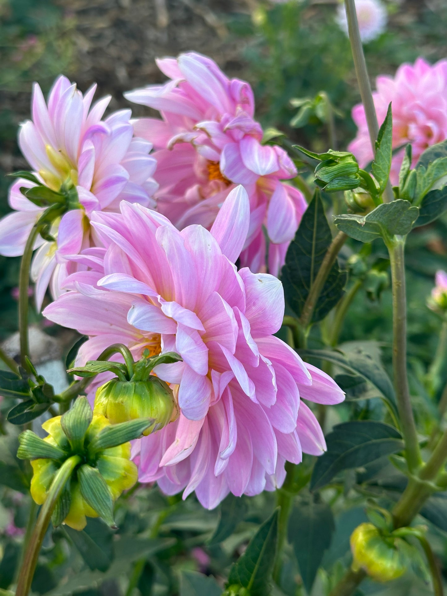 SEEDS - Dahlia parent plant ‘Figurine’ - 1 Packet of 15 seeds