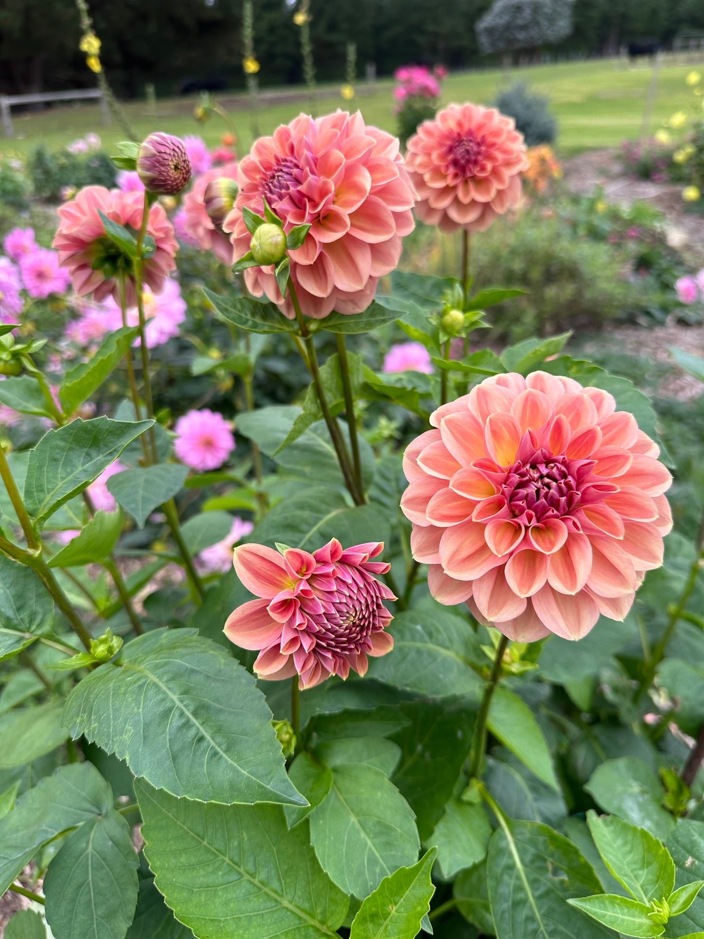 Dahlia 'Breannon' Tuber