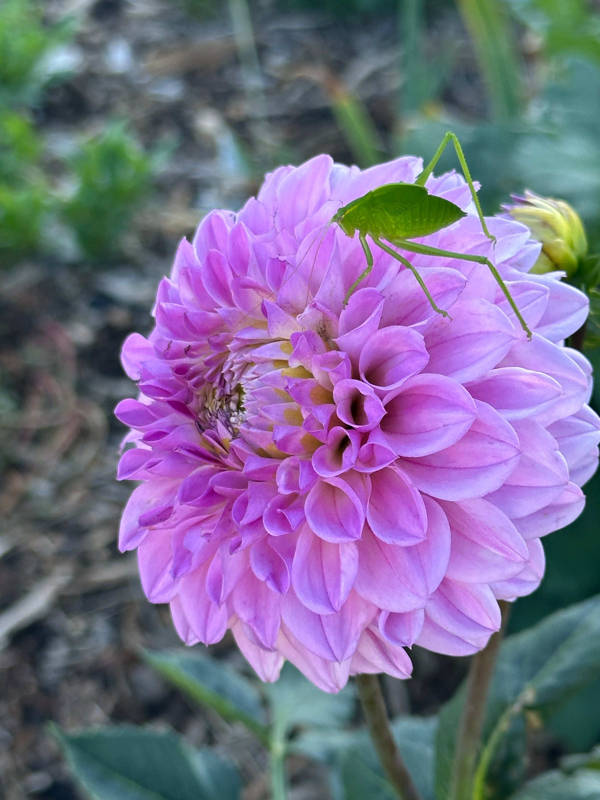 Dahlia 'CK Faye' Tuber