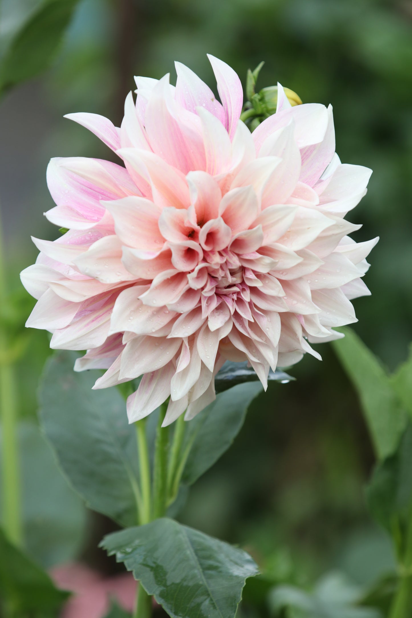 Dahlia 'Cafe Au Lait' tuber