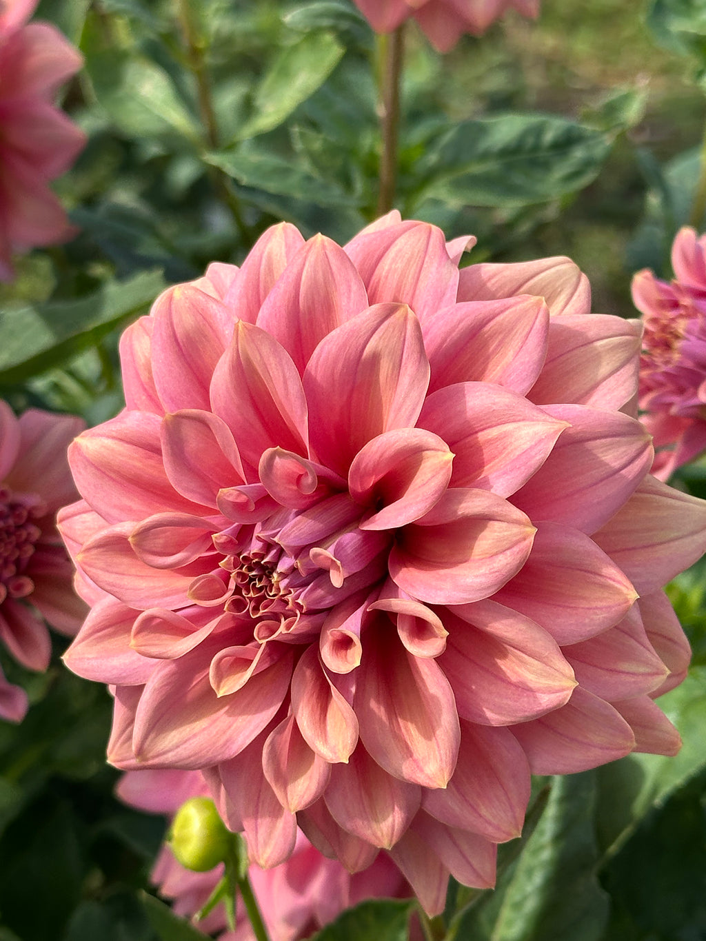 Dahlia 'Caramel Rose' Tuber