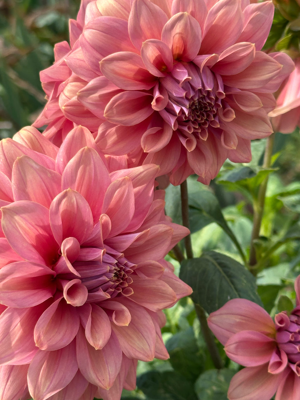 Dahlia 'Caramel Rose' Tuber