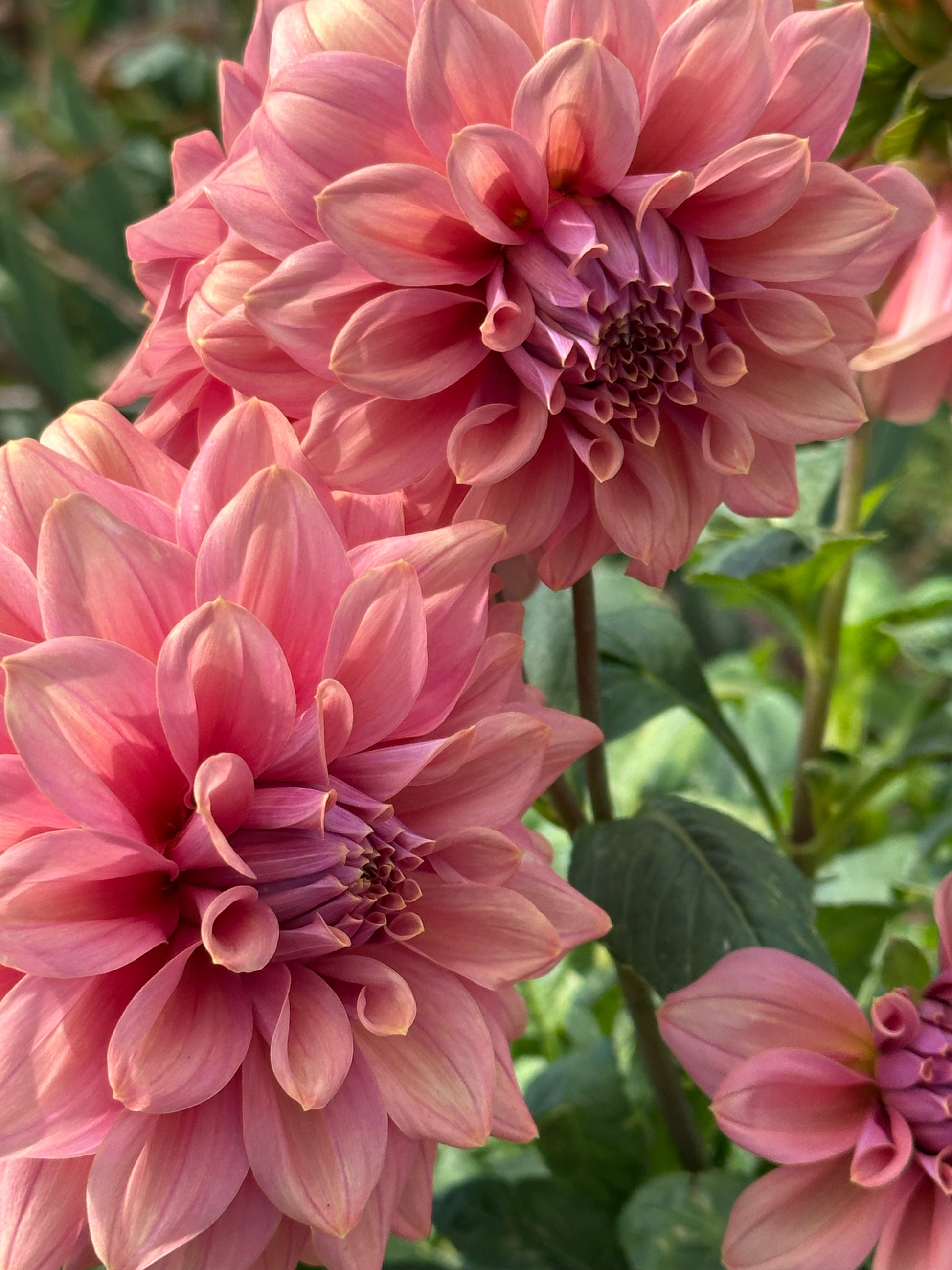 Dahlia 'Caramel Rose' Tuber