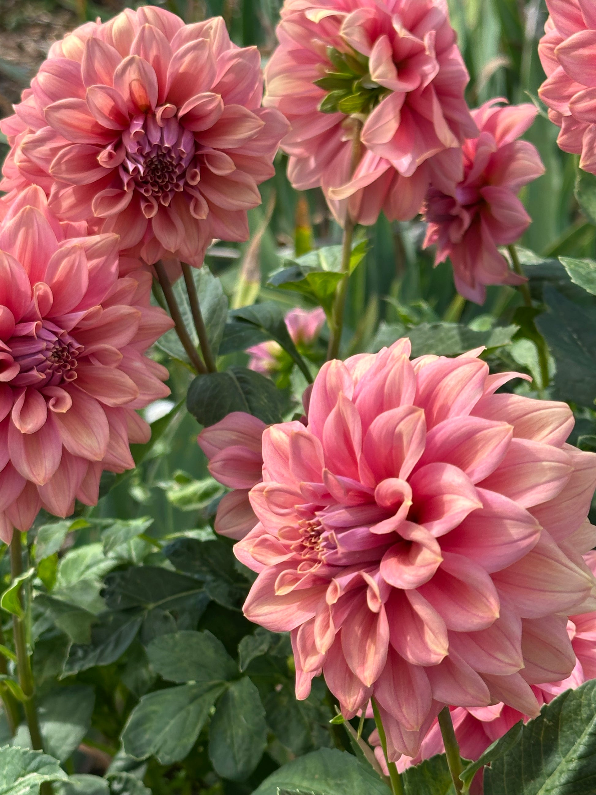 Dahlia 'Caramel Rose' Tuber