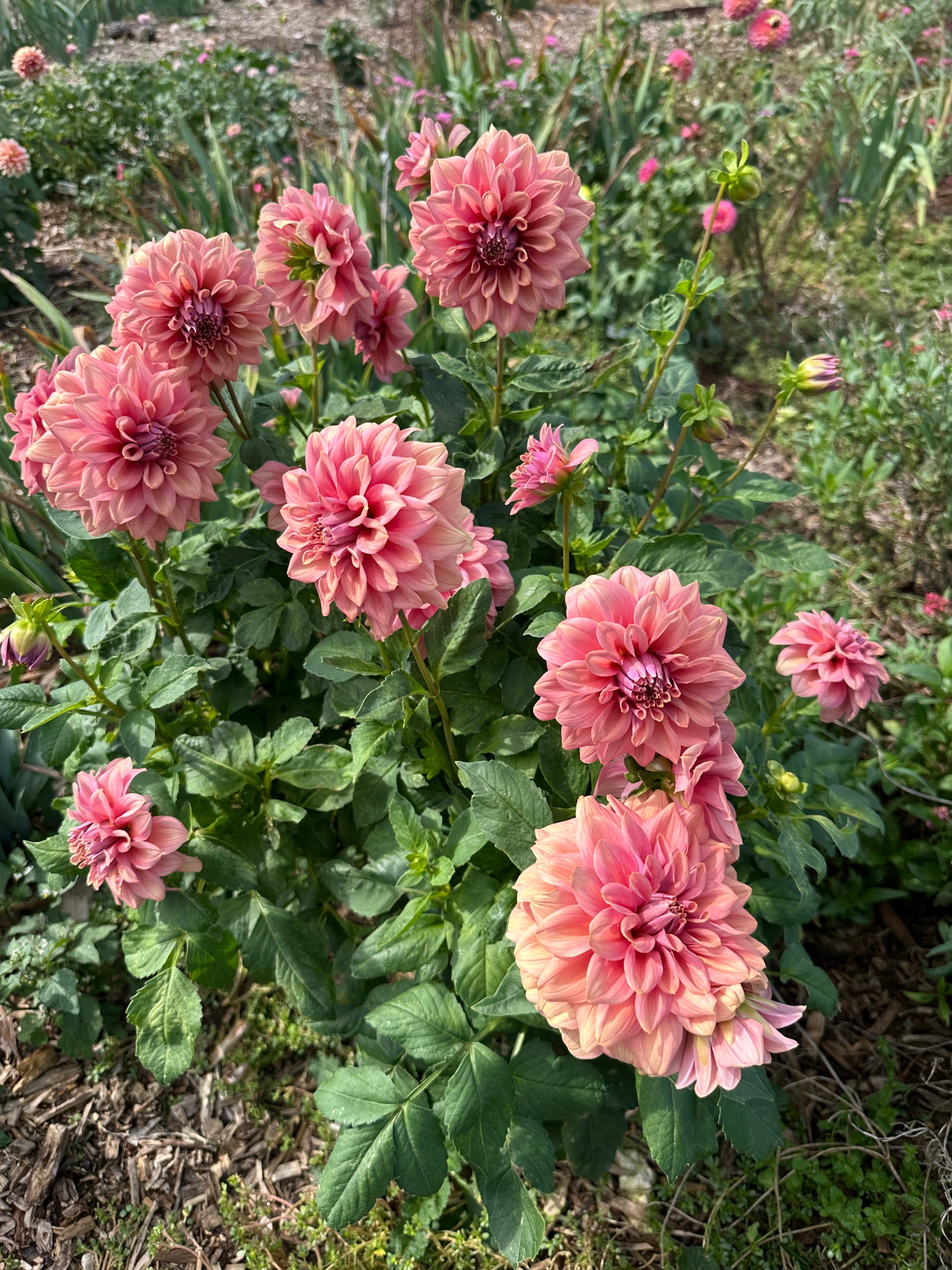 Dahlia 'Caramel Rose' Tuber