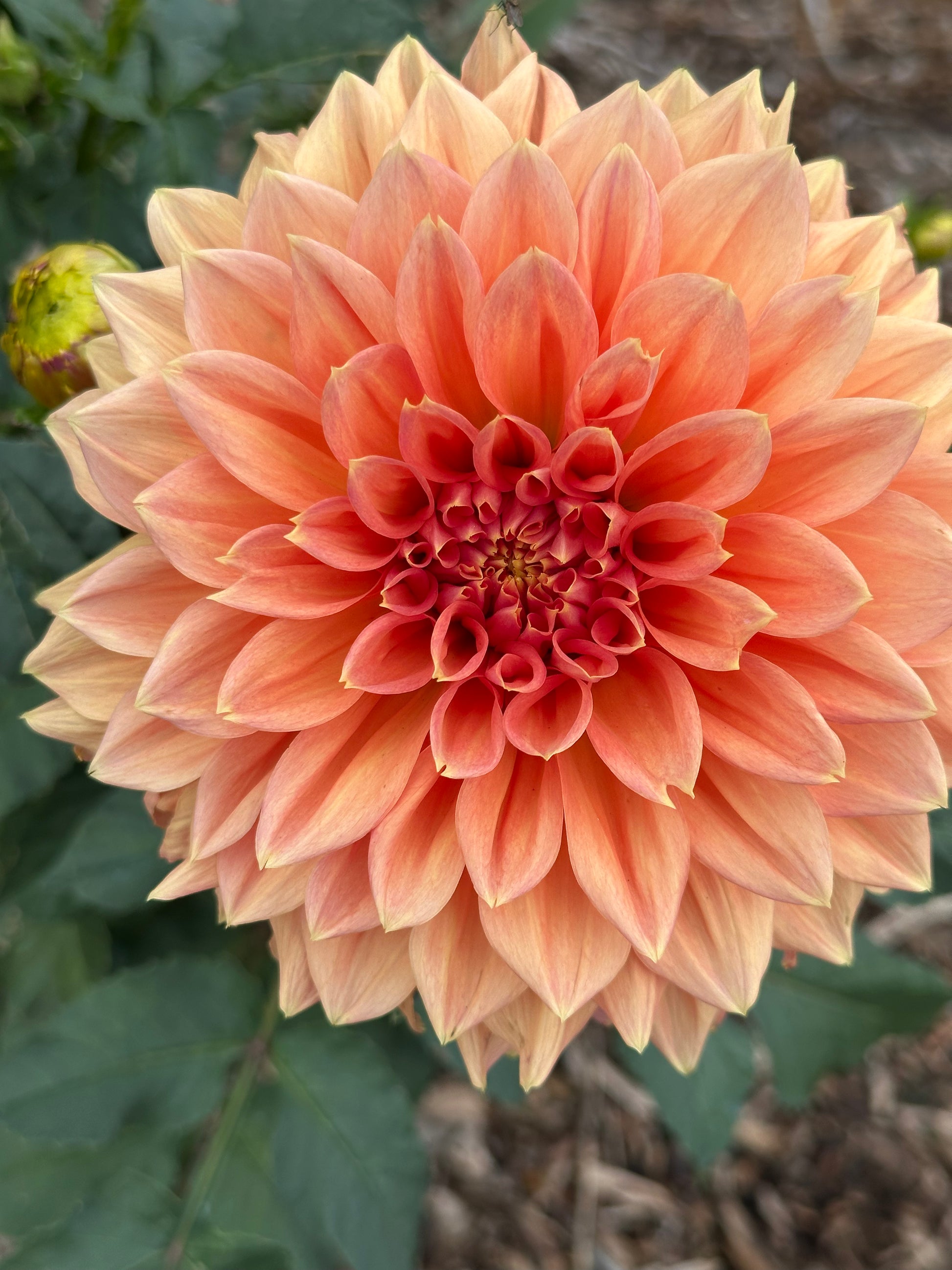 Dahlia 'Christie Leader' Tuber