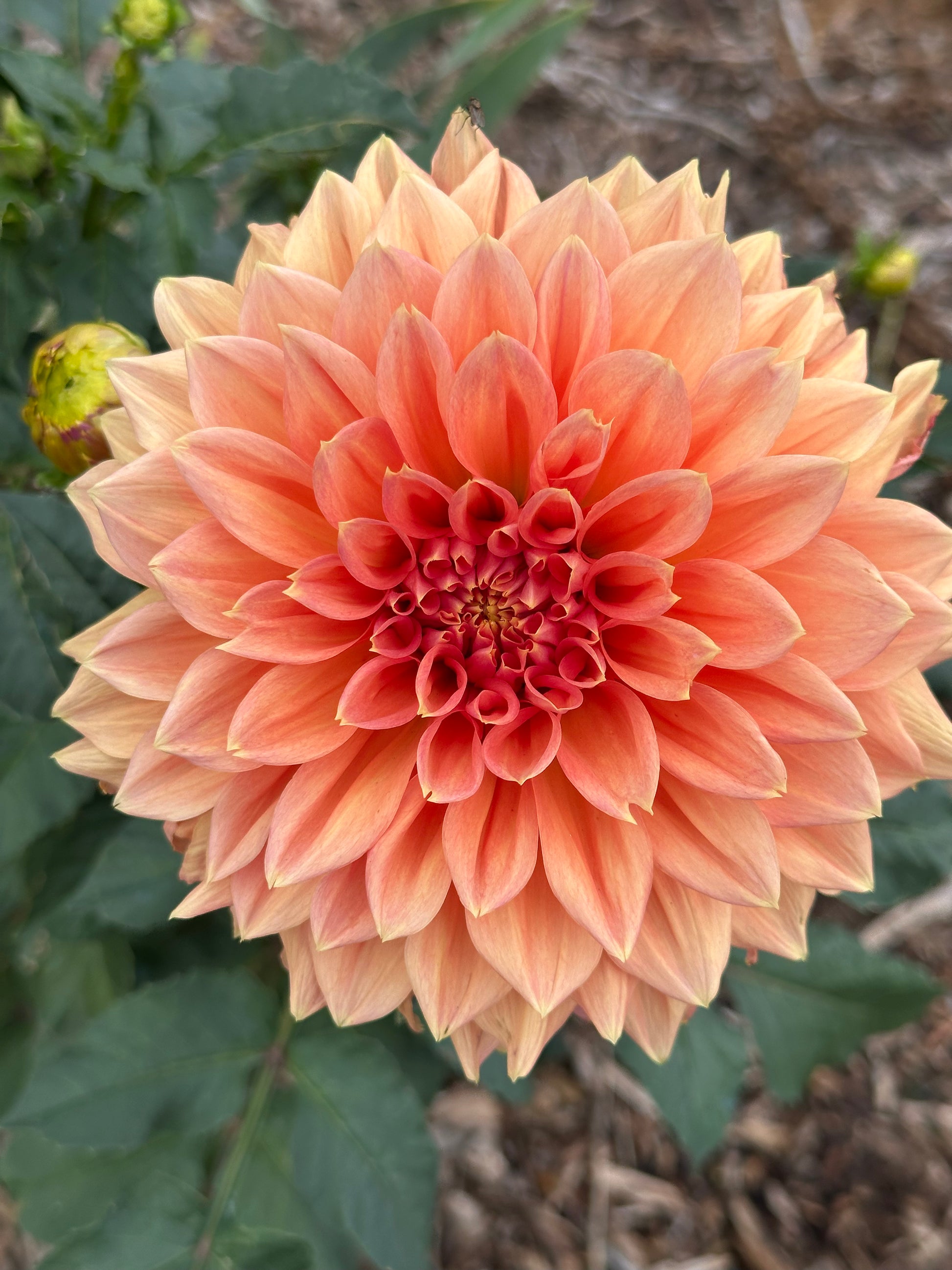 Dahlia 'Christie Leader' Tuber