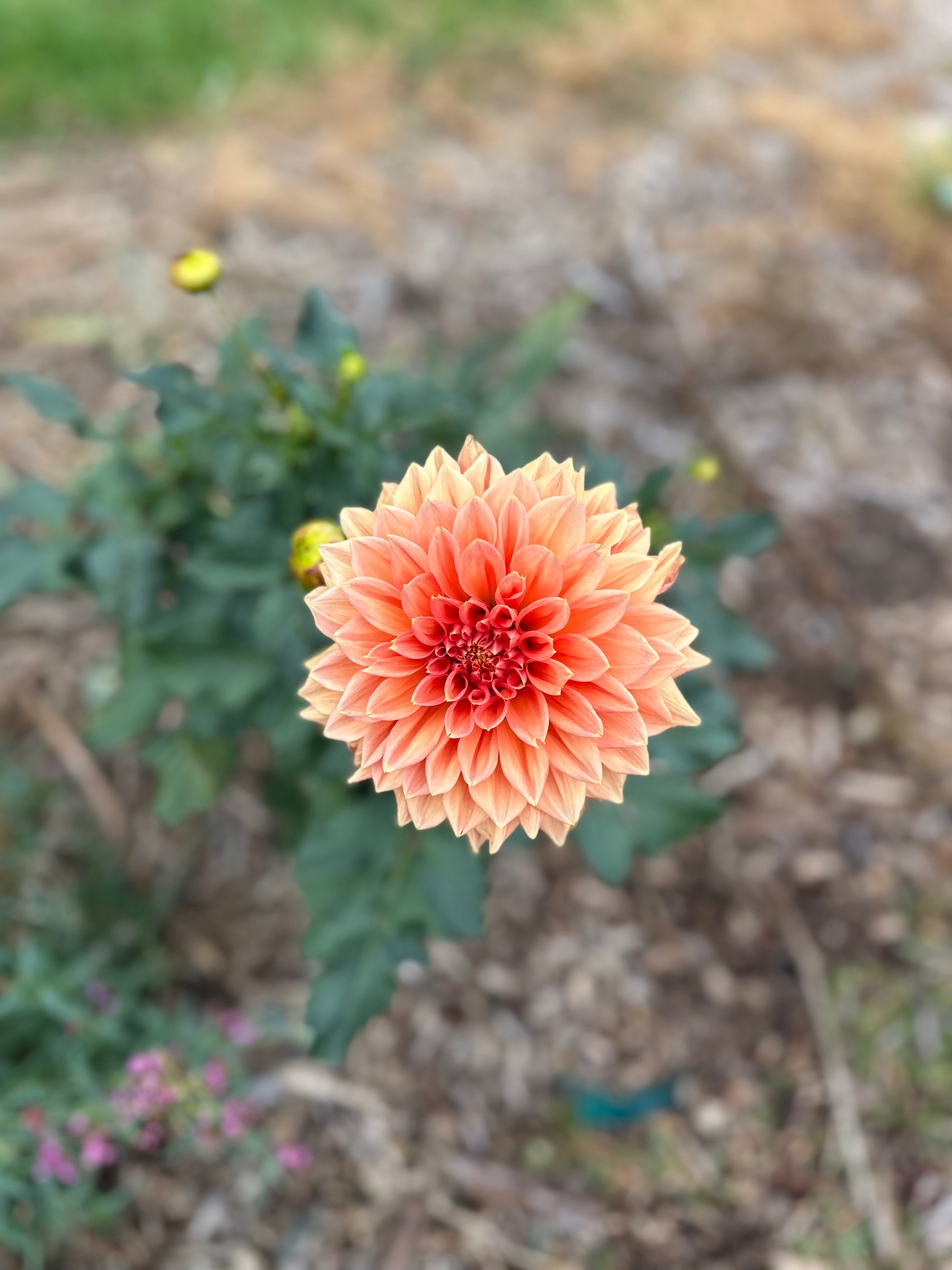 Dahlia 'Christie Leader' Tuber