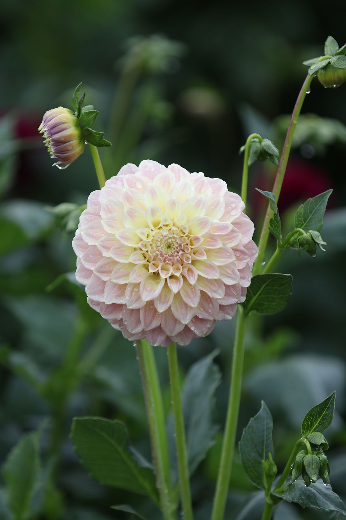 Dahlia 'Coorabel Astrid' Tuber