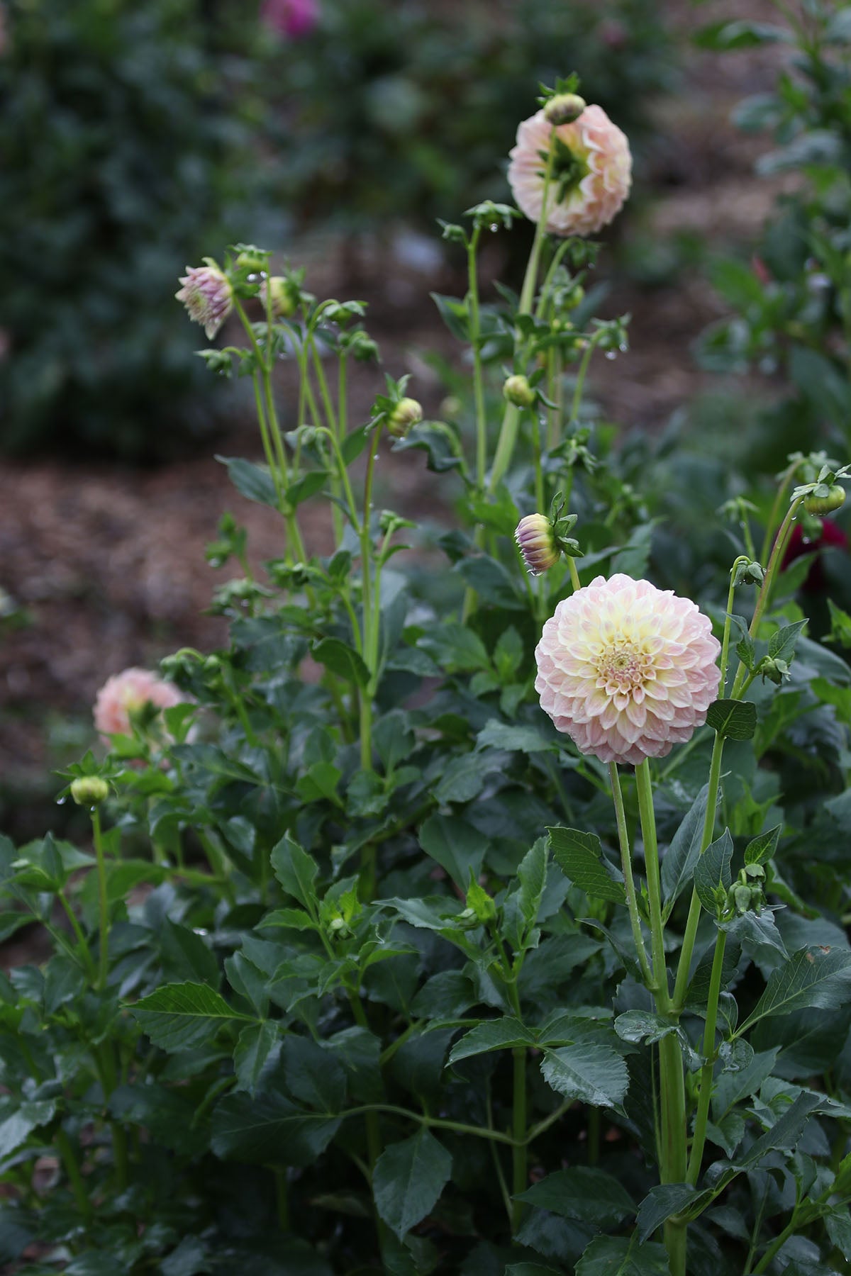 Dahlia 'Coorabel Astrid' Tuber