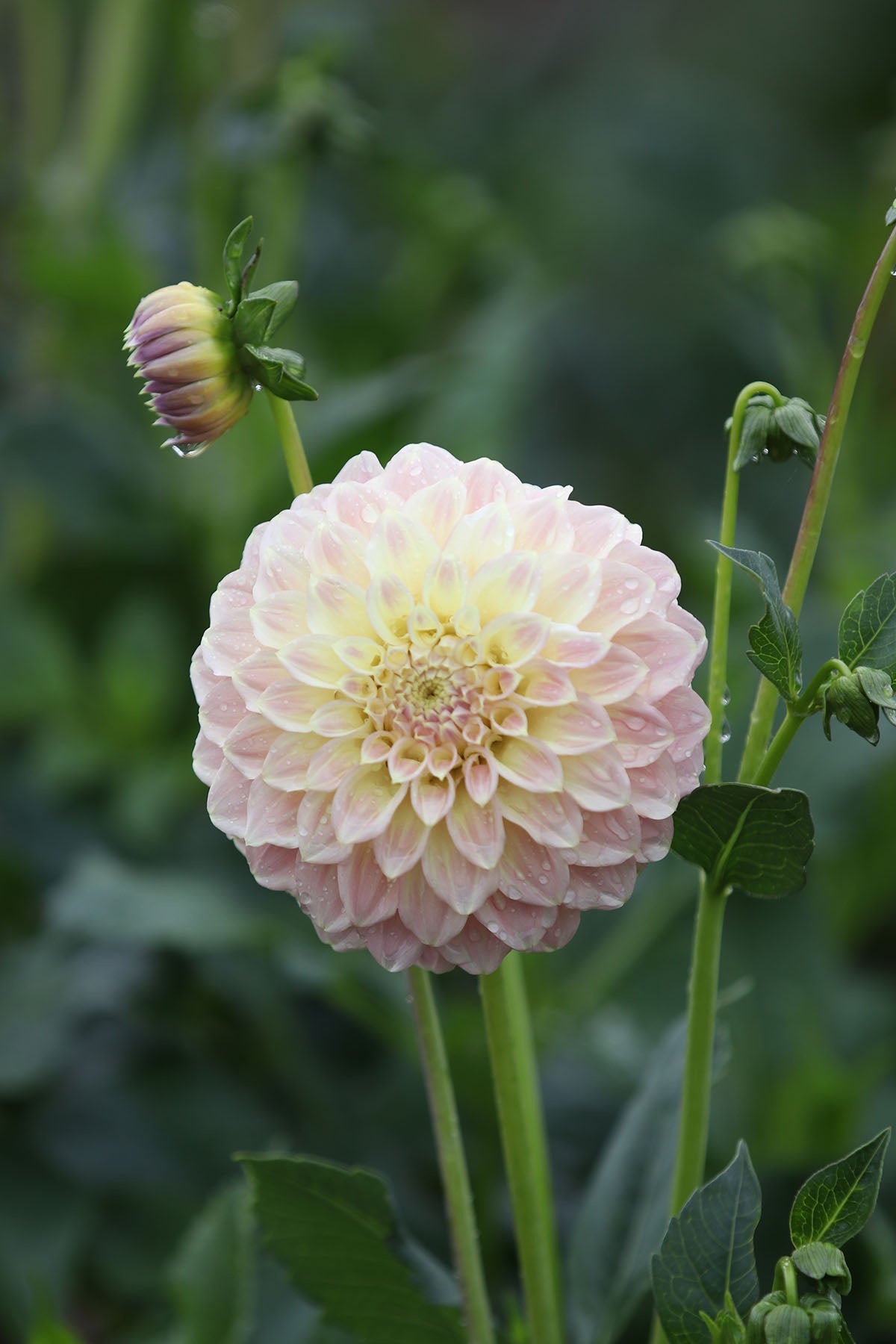 Dahlia 'Coorabel Astrid' Tuber