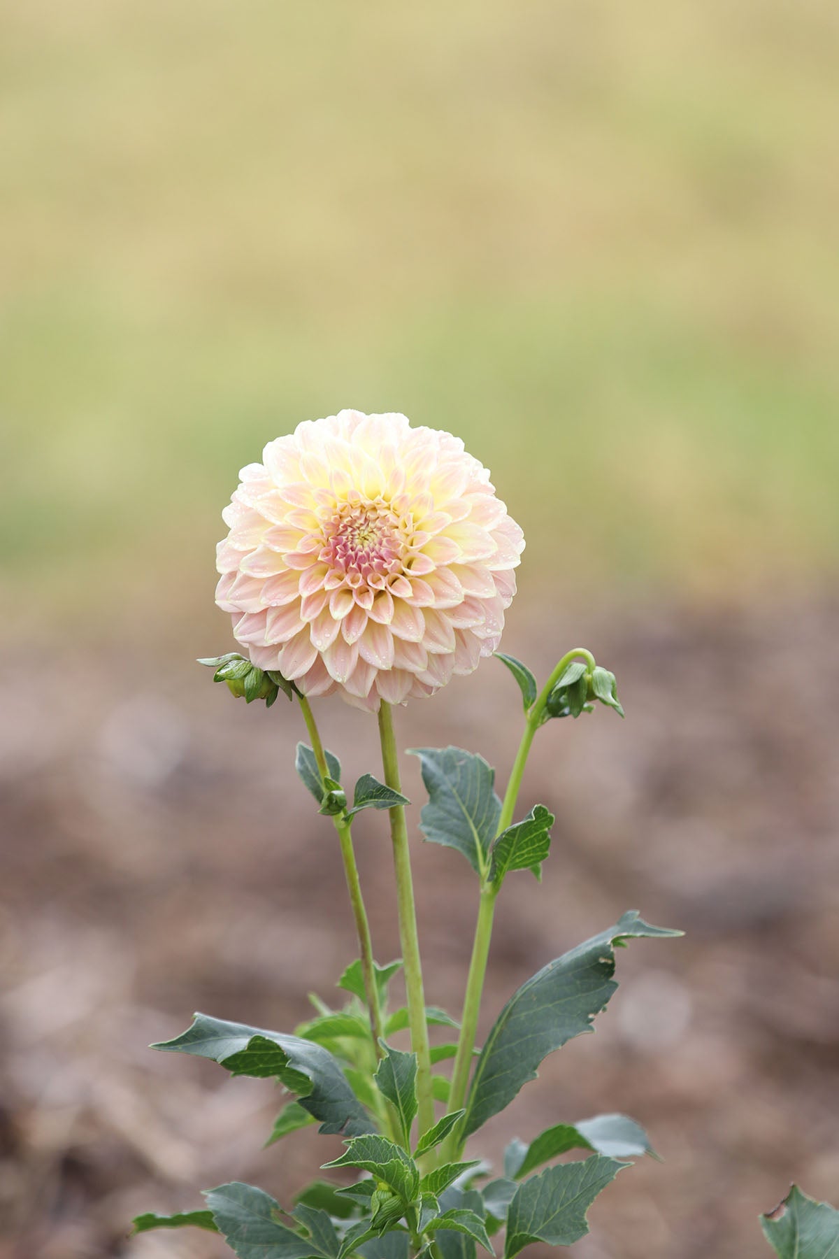 Dahlia 'Coorabel Moonglow' Tuber
