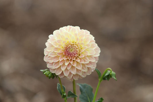 Dahlia 'Coorabel Moonglow' Tuber