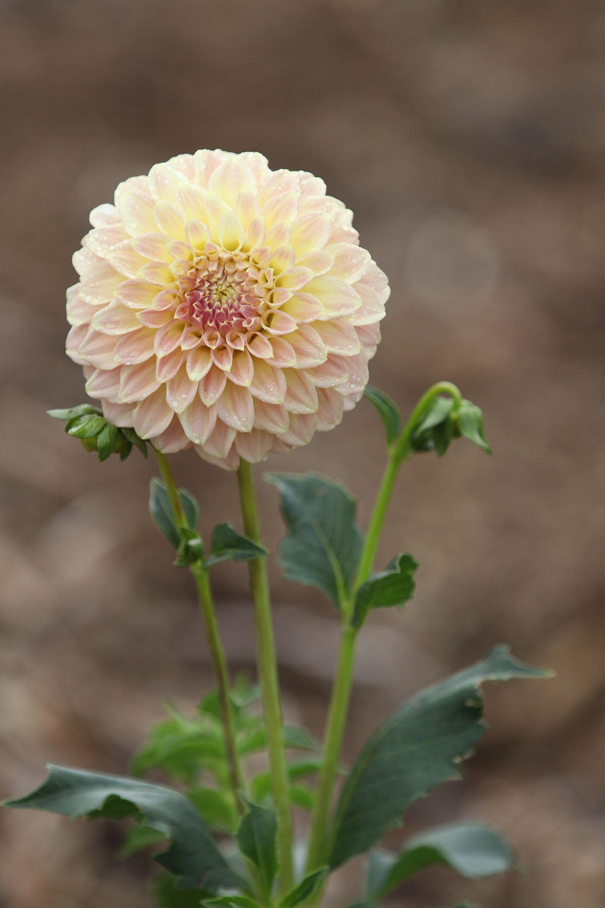 Dahlia 'Coorabel Moonglow' Tuber