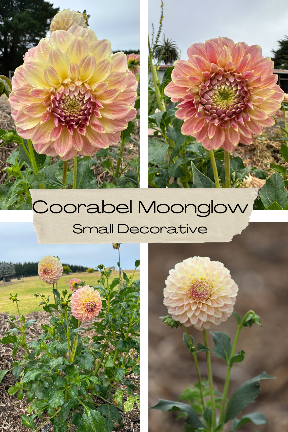 Dahlia 'Coorabel Moonglow' Tuber