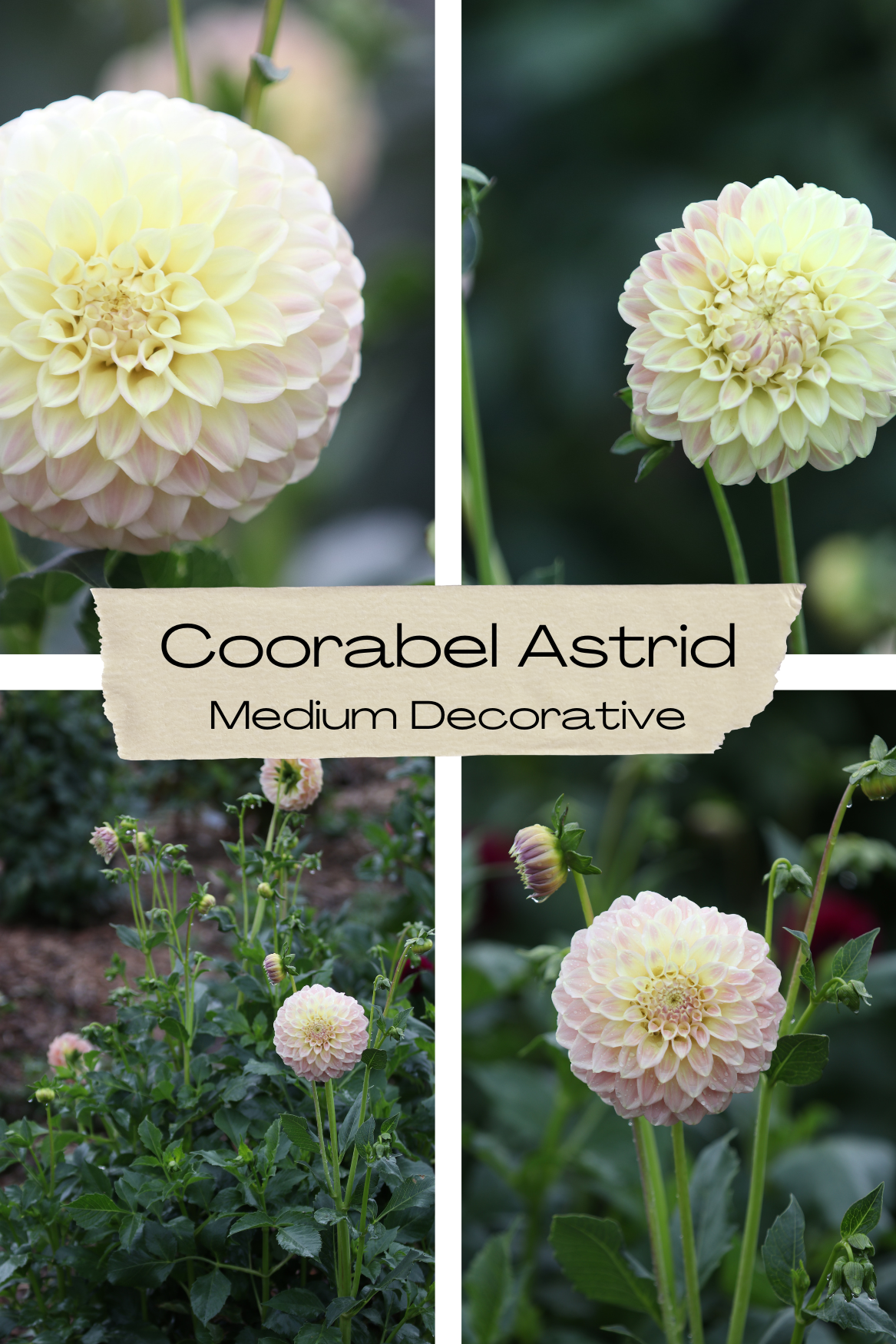 Dahlia 'Coorabel Astrid' Tuber