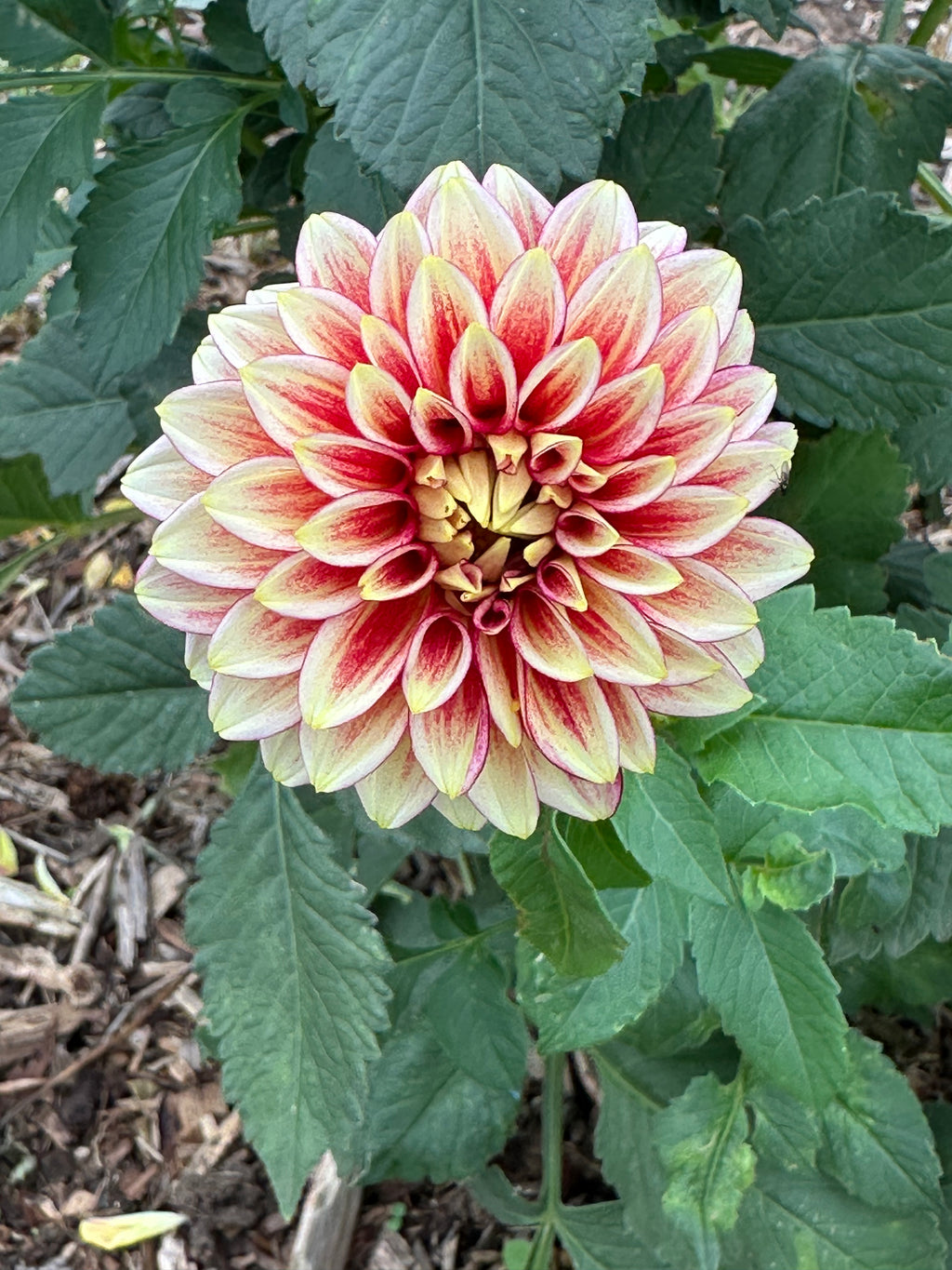 Dahlia 'Coral Isle' Tuber
