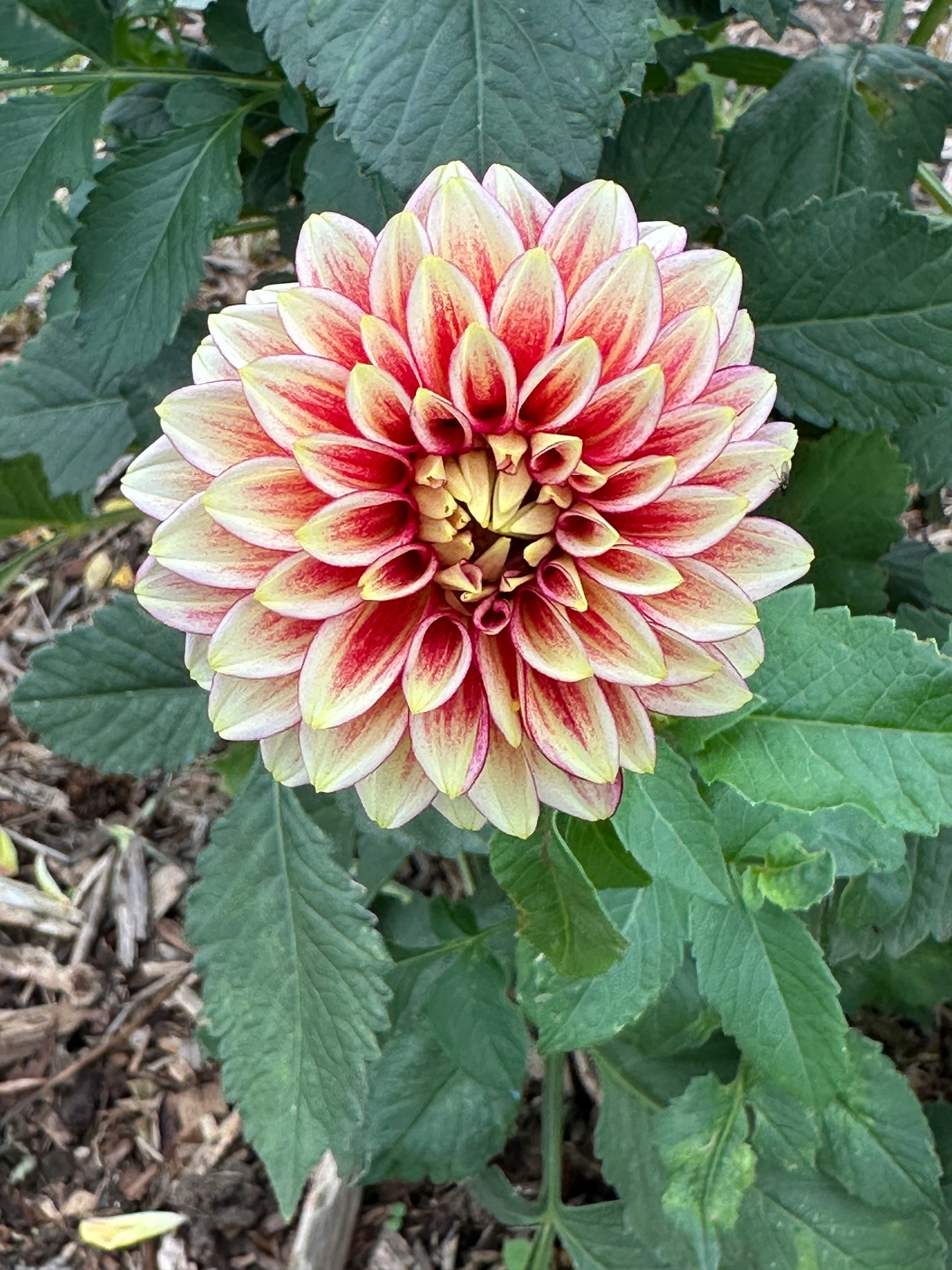 Dahlia 'Coral Isle' Tuber