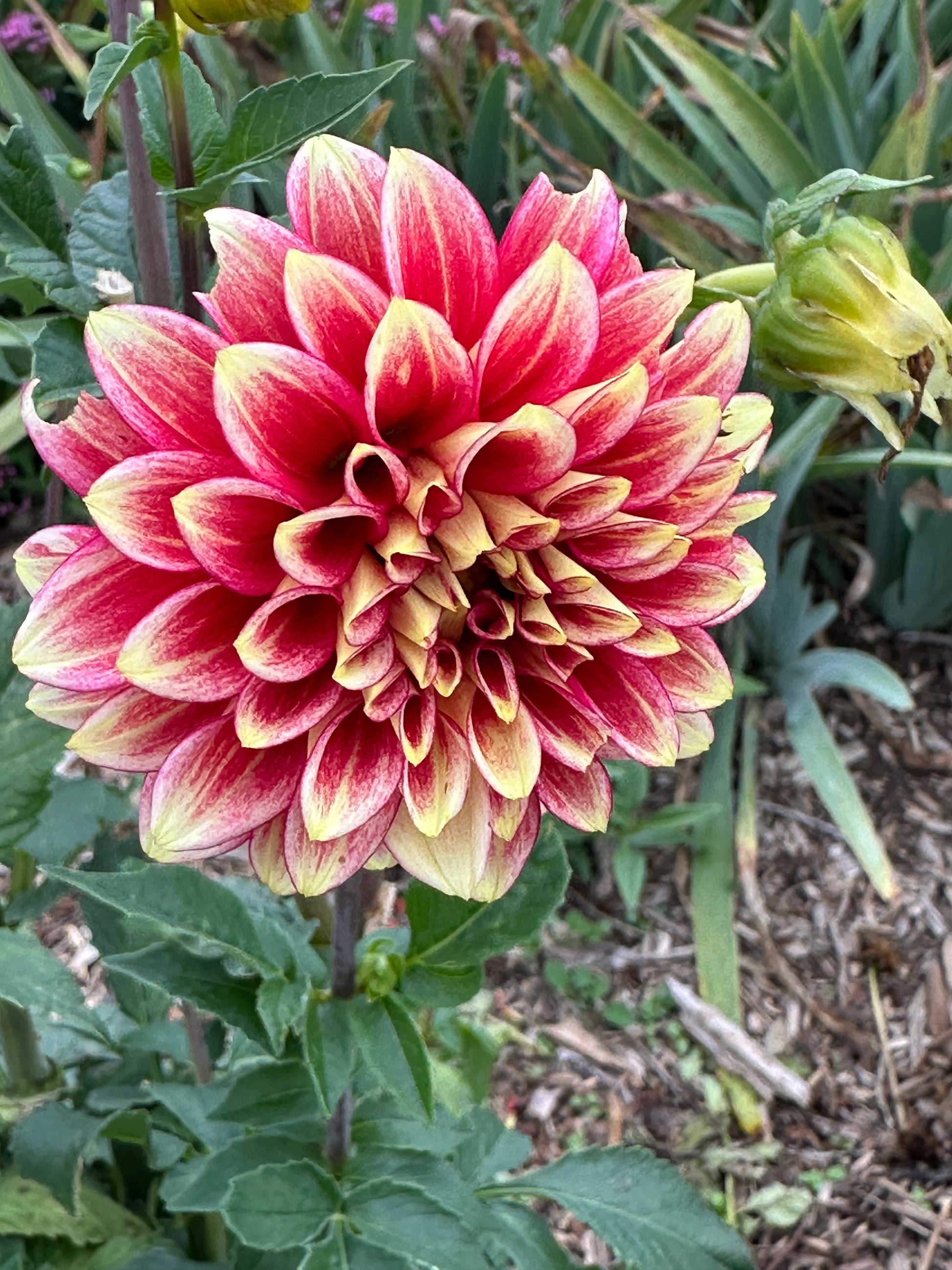 Dahlia 'Coral Isle' Tuber