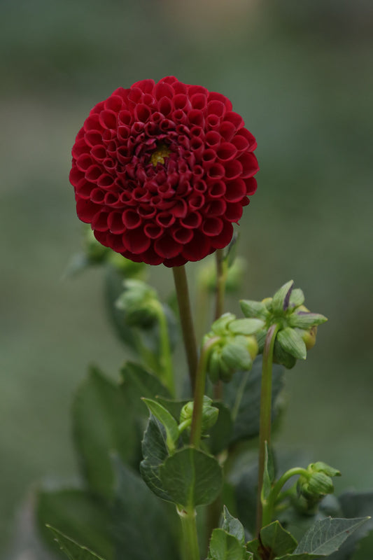 Dahlia 'Cornel' Tuber