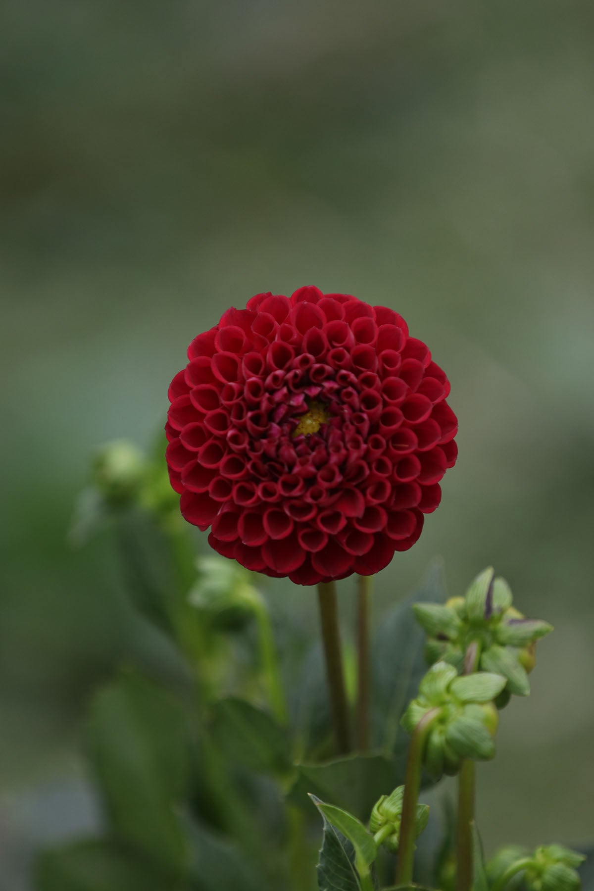 Dahlia 'Cornel' Tuber