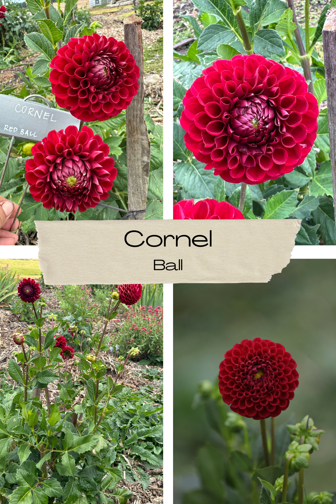 Dahlia 'Cornel' Tuber