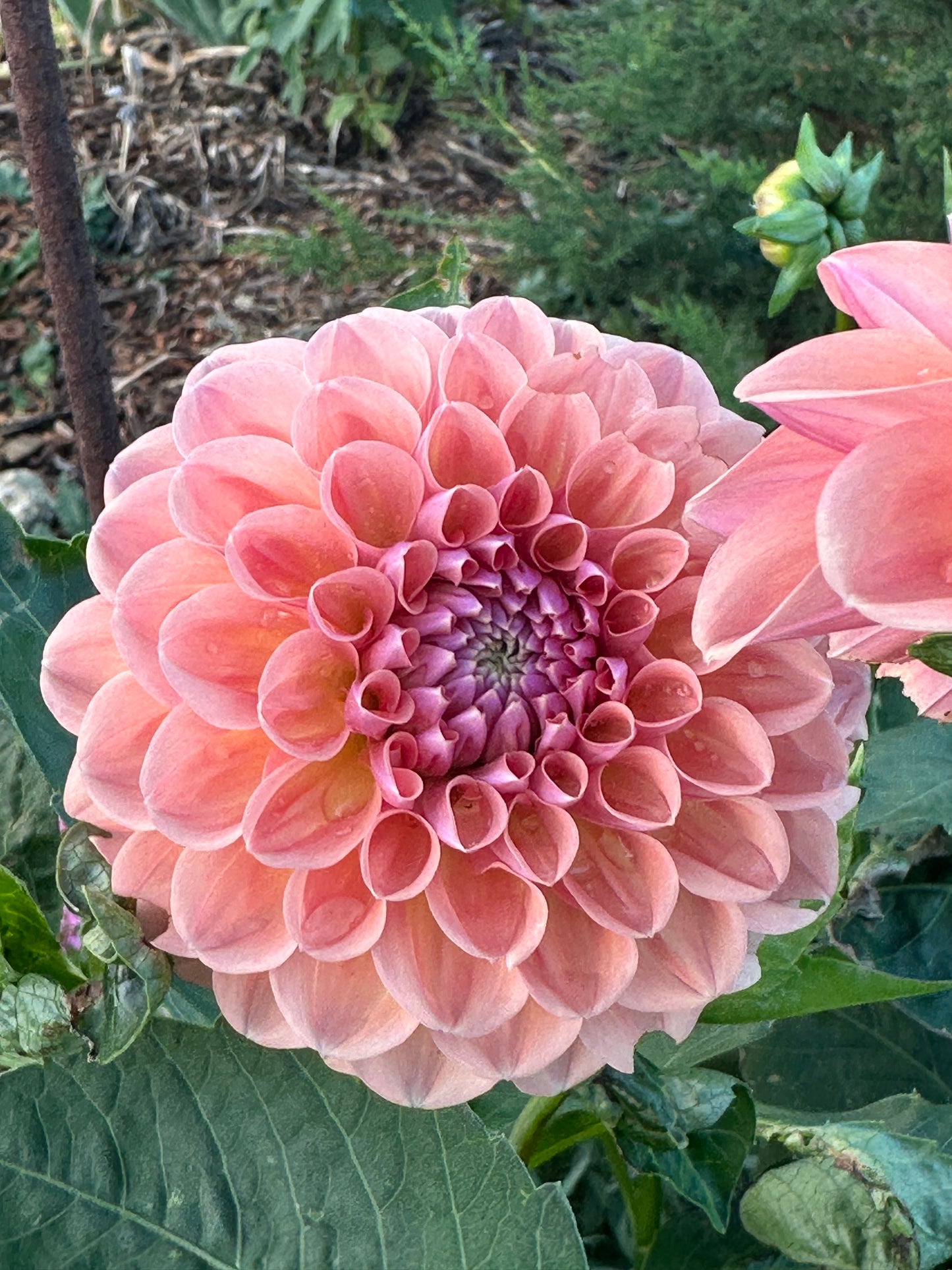 Dahlia 'Breannon' Tuber