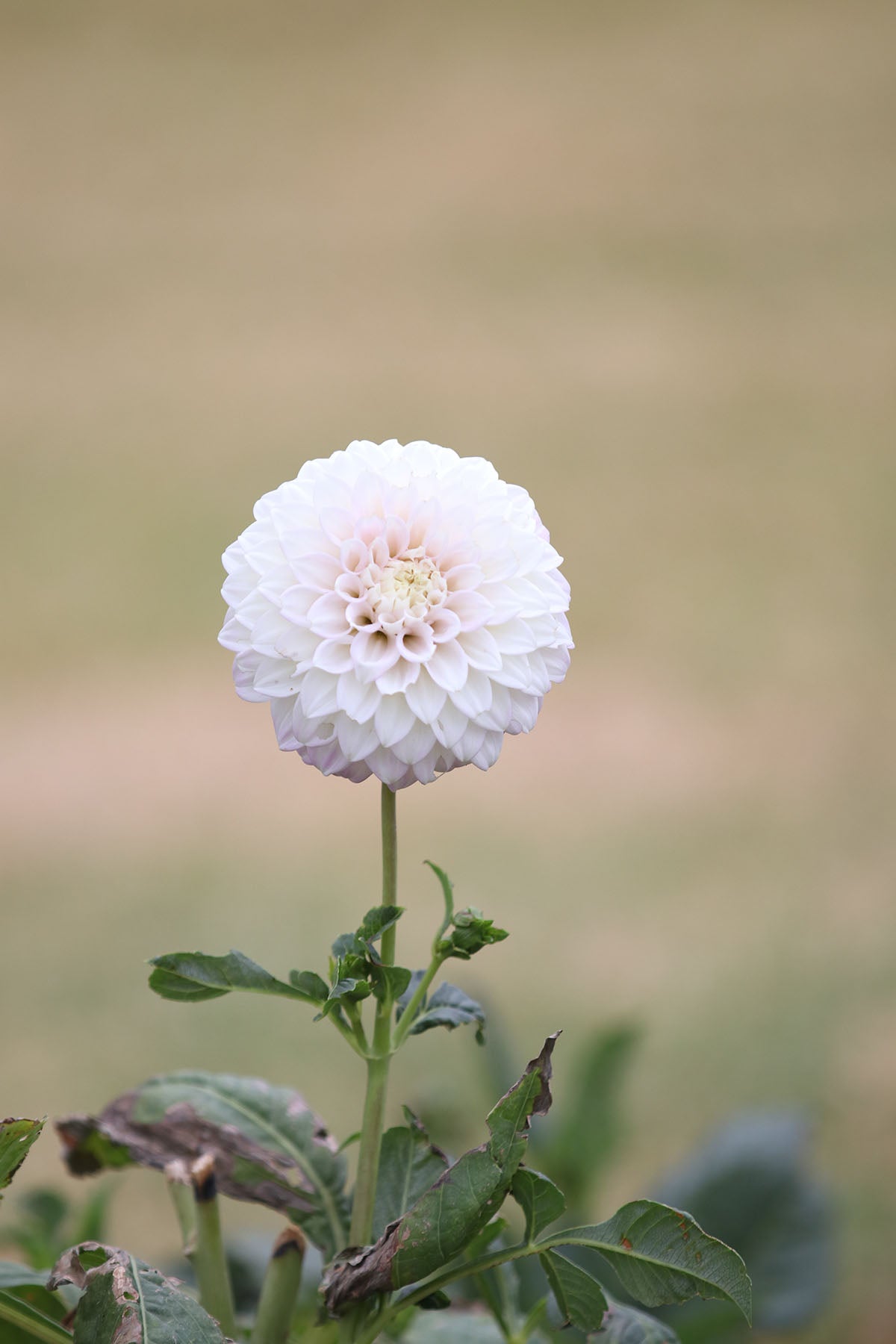 Dahlia 'Devon Seattle' Tuber